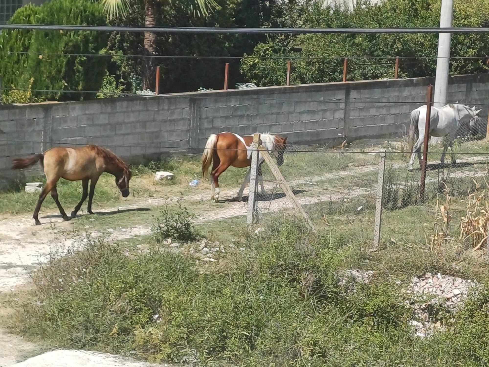 Likaj